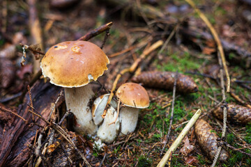 Group of wild porcini mushrooms growing on the forest floor with pine cones. © Anatolii Tershak