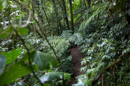 Horizontal View of Dirt Hiking Trail Framed by Giant Tree Ferns in Monteverde Cloud Forest Costa Rica