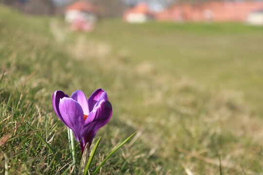 Purple crocus blooming in spring grass in Copenhagen
