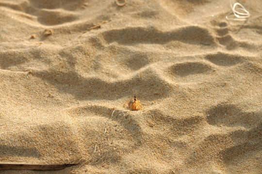 A small ghost crab crawling across golden sand under bright sunlight