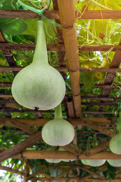 Fresh green bottle gourds hanging under bamboo trellis structure in organic garden. Fresh calabash bottle gourds hanging down from wooden and bamboo arbor trellis canopy in organic vegetable garden.