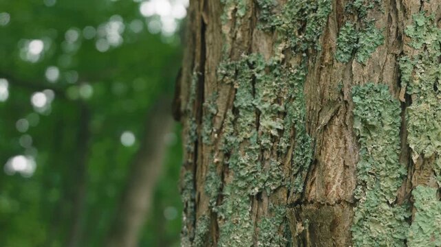 Close-up of tree trunks in a deciduous forest
