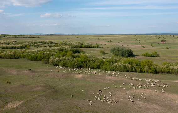 Aerial view of a large flock of sheep grazing on the rolling grassy hills of the Deliblato Sands in Kajtasovo, Vojvodina, Serbia.