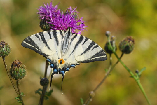 Tiger swallowtail 