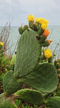 Beautiful prickly pear cactus, also known as Barbary fig, with bright yellow and orange flowers blooming on its cladodes on a cliff with the ocean in the background during a cloudy day