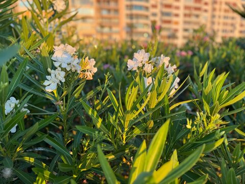 Blooming white oleander (Nerium oleander) bushes captured during golden hour, featuring clusters of white blossoms, narrow lanceolate green leaves.