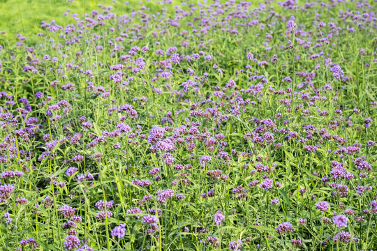 Beautiful Brazilian Verbena (Verbena brasiliensis) flowers.