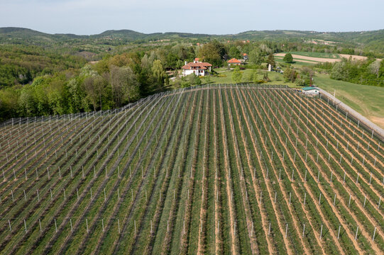 Aerial view of a vineyard with rows of plants and support poles protected by netting, surrounded by lush green trees and rolling hills in Garasi, Sumadija District, Serbia.