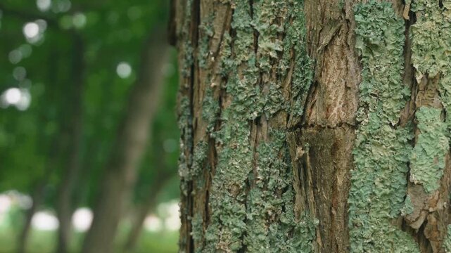 Close-up of tree trunks in a deciduous forest
