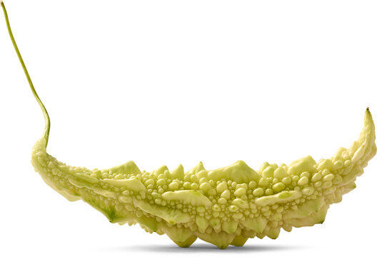 fresh bitter melon isolated white background, pale green bumpy skin and long stem raw vegetable, side view in close-up with shadow