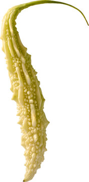 fresh bitter melon isolated white background, pale green bumpy skin and long curved stem raw vegetable, side view in close-up