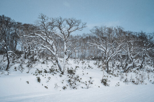 Snow Covered Forest for Winter Travel and Nature Escape