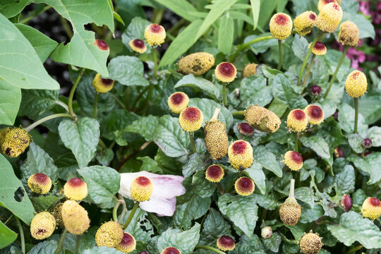 Beautiful Toothache plant (Acmella oleracea) flowers.