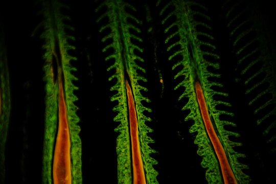 Fluorescence Micrograph of Fish Gills