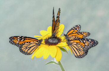 A group of monarch butterflies (danaus plexippus) feeding on a single yellow flower.  © Corry Anne