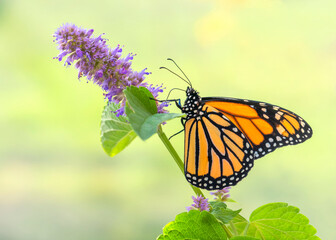 The side view of a monarch butterfly (danaus plexippus)  feeding on a licorice mint flower. On a vibrant natural background. © Corry Anne