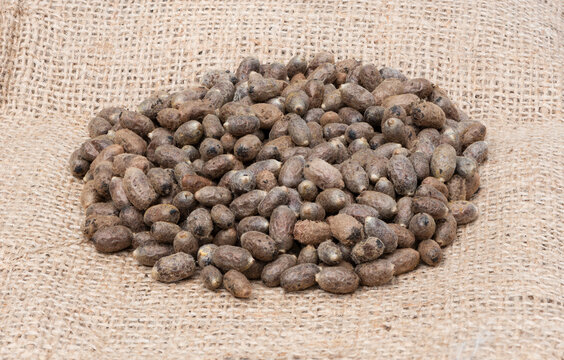 Macro of a pile of mason bee cocoons (osmia) on a burlap background. 