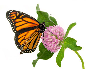 Close up of a monarch butterfly (danaus plexippus) feeding on a pink clover flower on a pure white background © Corry Anne