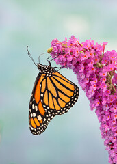 Macro of a monarch butterfly / danaus plexippus, side view resting on a pink buddleia flower © Corry Anne