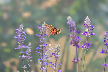 A painted lady butterfly (vanessa cardui) feeding on salvia flowers in morning sunlight. © Corry Anne