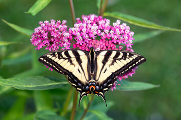 Macro of a western tiger swallowtail butterfly (papilio rutulus) on a rose swamp milkweed (asclepias incarnata) flower. Top view with wings spread open. © Corry Anne