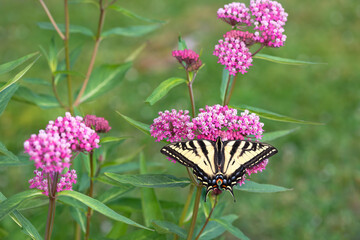 A patch of swamp milkweed (asclepias incarnata) with a western tiger swallowtail butterfly (papilio rutulus) feeding on one of the blossoms.  © Corry Anne