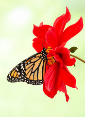 Side view of a monarch butterfly (danaus plexippus) feeding on a vibrant red dahlia flower © Corry Anne