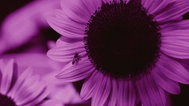 Surreal conceptual clip of a honey bee resting on a dark purple modified color sunflower