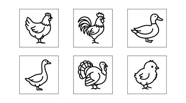 Poultry and Farm Bird Minimalist Line Icon Set