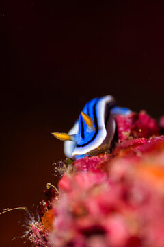 Nudibranch