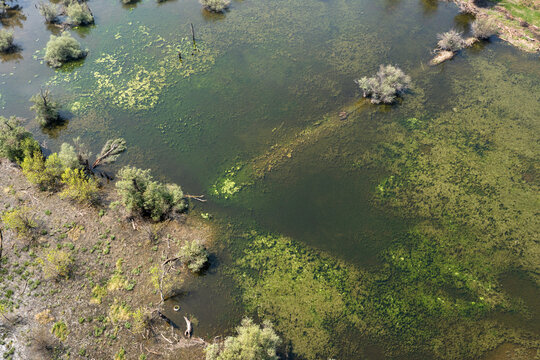 Aerial view of Sibnica Pond with lush aquatic vegetation, scattered trees, and marshy terrain in Belgrade, City of Belgrade, Serbia.