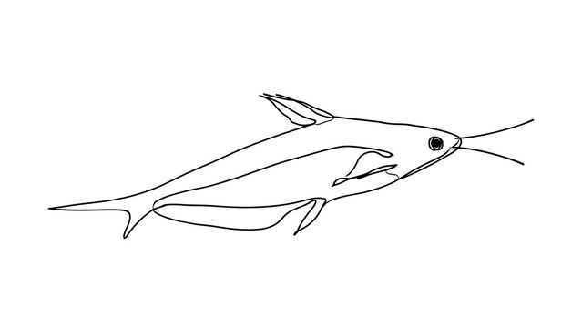 Catfish line drawing illustration white background.