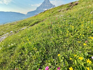 Obraz premium Breathtaking scenic morning view along the Logan's Pass hike to Hidden Lake at Glacier National Park in Montana. Alpine mountain area includes, ice, snow forested wilderness, wildflower scenic beauty.