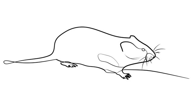 Minimalist line drawing of a mouse white background.