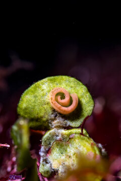 Sea slug egg