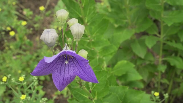 Balloon flower (Platycodon grandiflorus) displays a fully opened purple star-shaped flower and swollen un-popped buds in macro closeup. Ideal for botanical and garden projects.