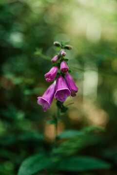 Pink Foxglove Close-Up With Bokeh Background, Wildflower In Woodland 