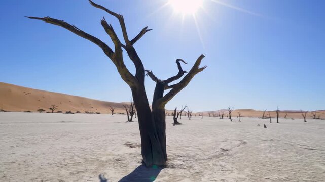 Consequences of desertification dried-up trees and cracked soil in a former oasis that has evaporated due to heat and extreme drought resulting from climate change.
