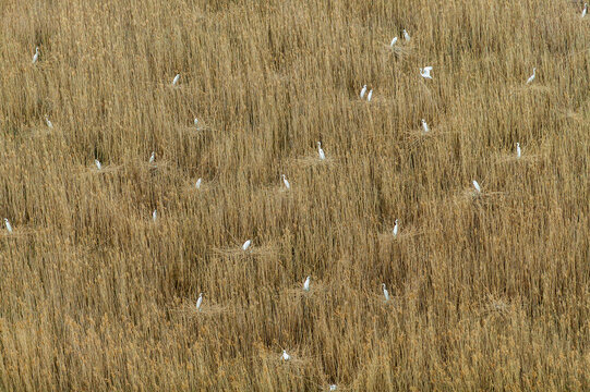 Aerial view of Carska Bara marshland with numerous white egrets nesting among tall dry reeds in Perlez, Vojvodina, Serbia.