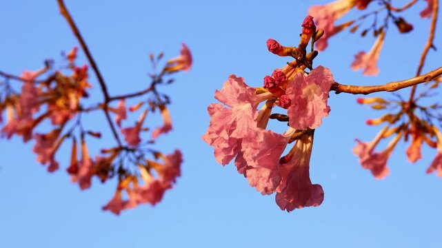Closeup of Gorgeous Full Bloom Pink Tecoma Dancing in Golden Sunlight
