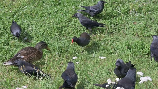 Mallard (Anas platyrhynchos) female attacking a Moorhen (Gallinula Chloropus) among a group of jackdaws. July, Kent, UK [Slow motion x5]