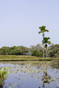 Rice field in Sri Lanka with palm trees behind
