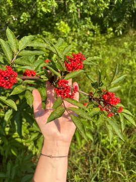hand with a branch of berries