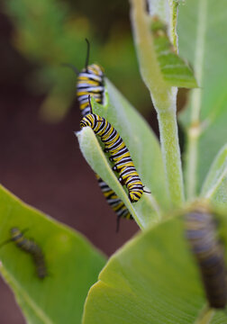 Monarch caterpillars