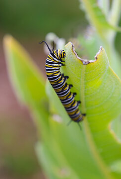 Monarch caterpillars
