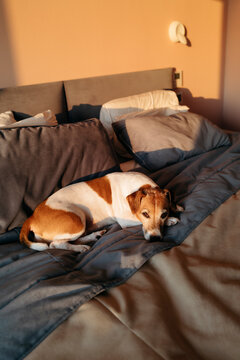 Cozy Dog Lounging in a Sunlit Bedroom on Soft Bedding