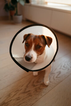 Curious Dog Explores Home Wearing a Recovery Cone
