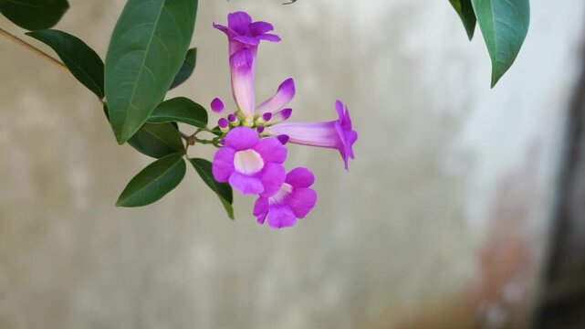 Beautiful purple garlic vine flowers with green leaves and a honey bee flying nearby, capturing natural botanical beauty and wildlife for nature stock video.