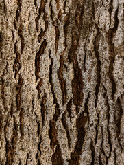 Obraz premium Rough Natural Tree Bark Surface Texture Macro Background for Design