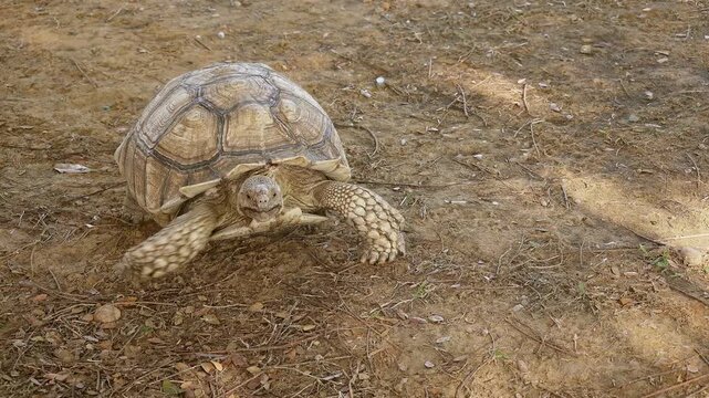Sulcata Tortoise Walking Slowly in Sunlight, Symbol of Endurance and Resilience